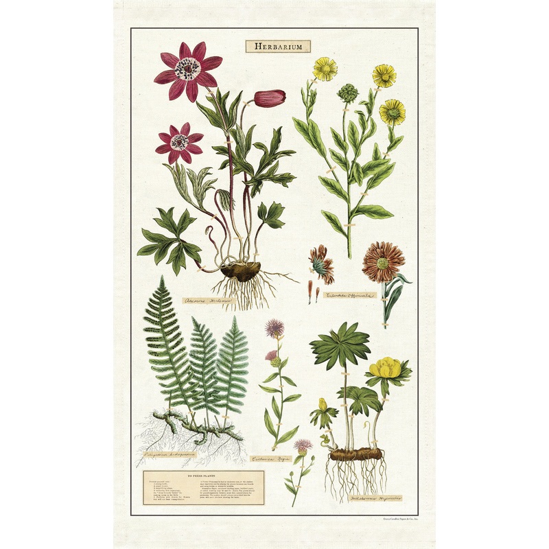 Cavallini & Co. Tea Towel – Herbarium