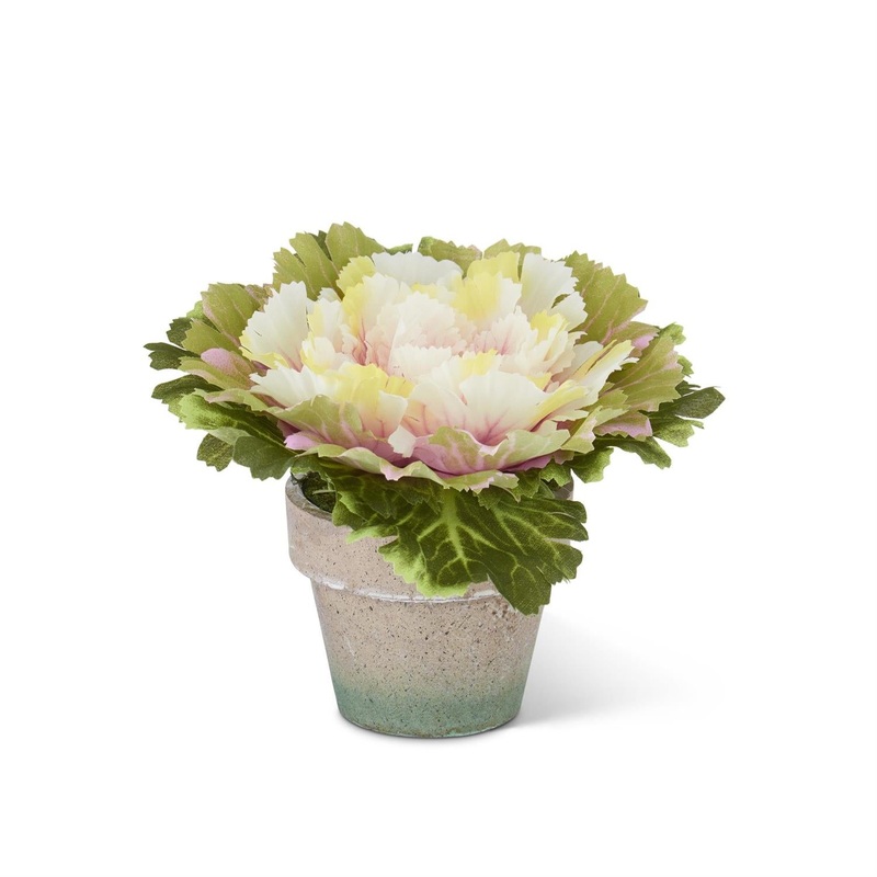 6″ Pink Potted Cabbage