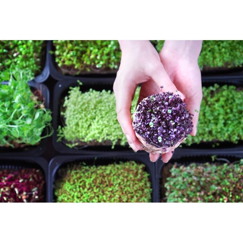 Mini Marvels: Exploring Microgreens in Cuisine- September 4th