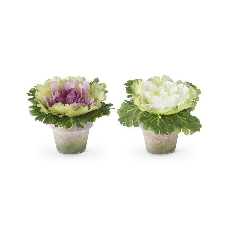 6″ Cabbages in Pots