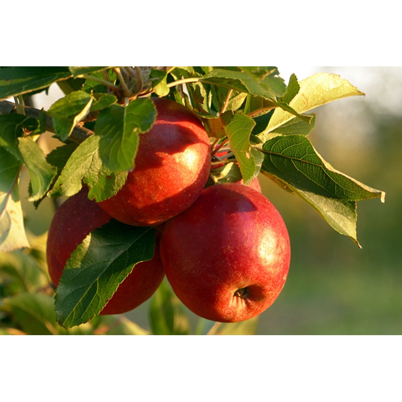 The Apple Orchard- September 8th