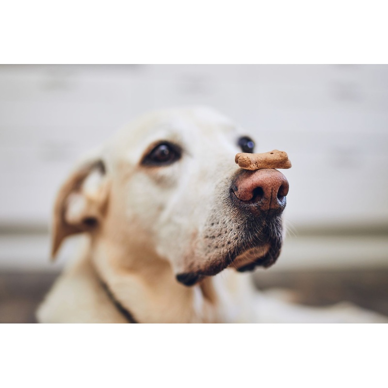 Dog Treats for Dog Days- August 26th