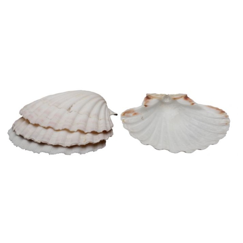 HIC 4″ Natural Baking Shells – Set of 4